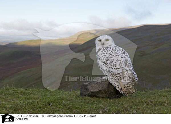 Arctic owl / FLPA-04706
