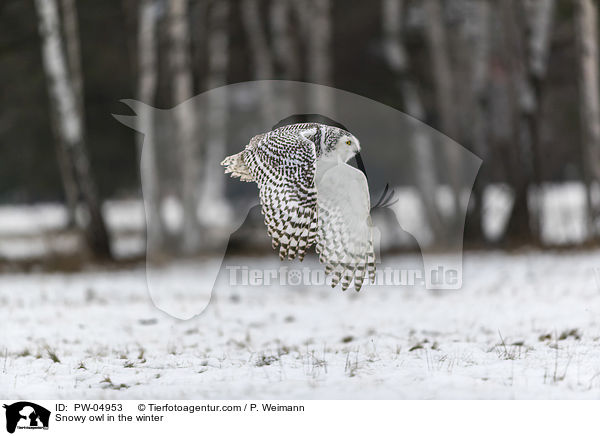 Snowy owl in the winter / PW-04953