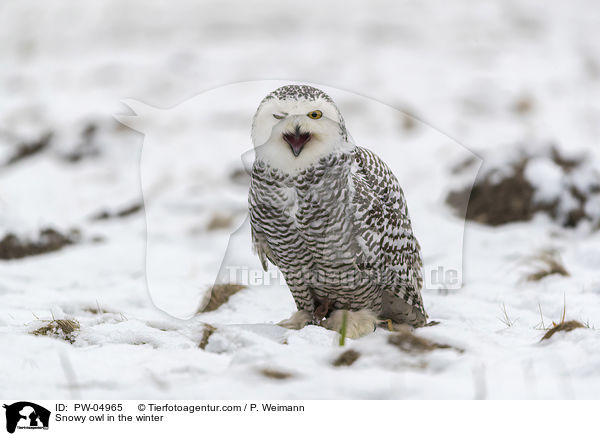 Schneeeule im Winter / Snowy owl in the winter / PW-04965