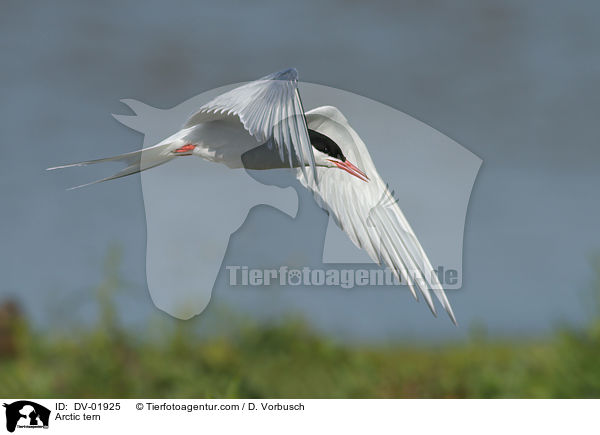 Arctic tern / DV-01925