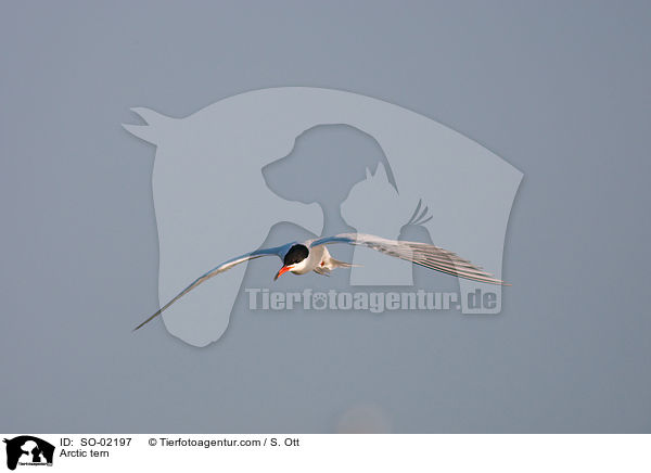 Arctic tern / SO-02197