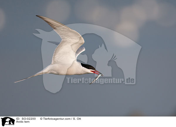Arctic tern / SO-02200