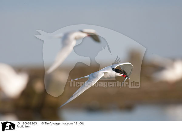 Arctic tern / SO-02203
