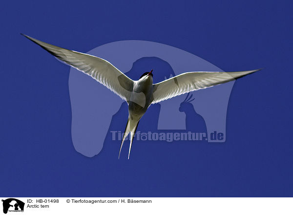 Arctic tern / HB-01498