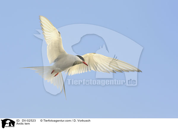 Arctic tern / DV-02523