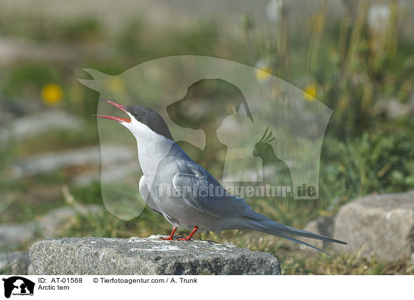 Arctic tern / AT-01568