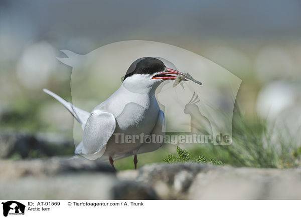 Arctic tern / AT-01569