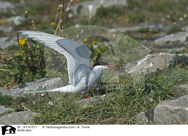 Arctic tern / AT-01571