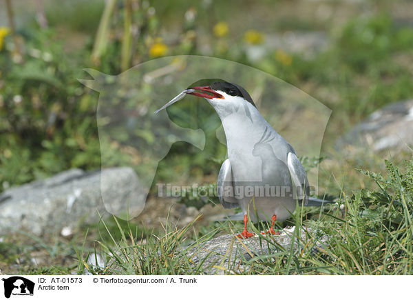 Arctic tern / AT-01573