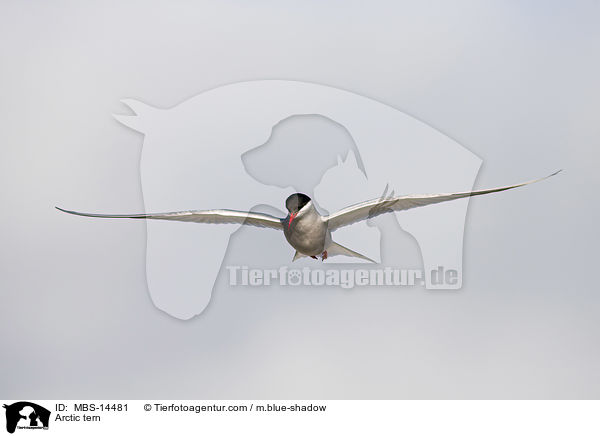 Arctic tern / MBS-14481