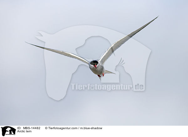 Arctic tern / MBS-14482