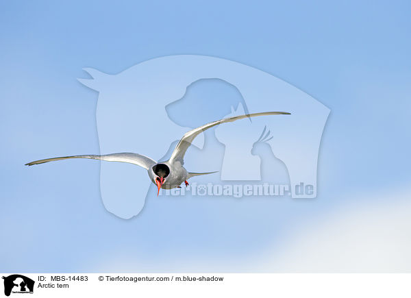 Arctic tern / MBS-14483