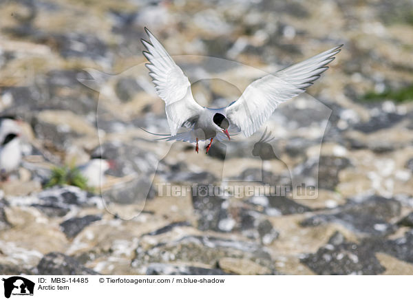 Kstenseeschwalbe / Arctic tern / MBS-14485