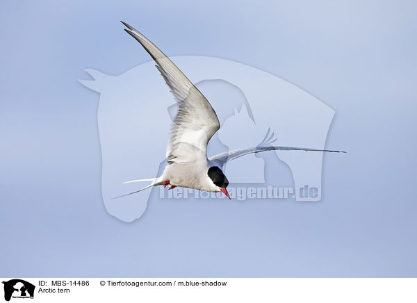 Kstenseeschwalbe / Arctic tern / MBS-14486