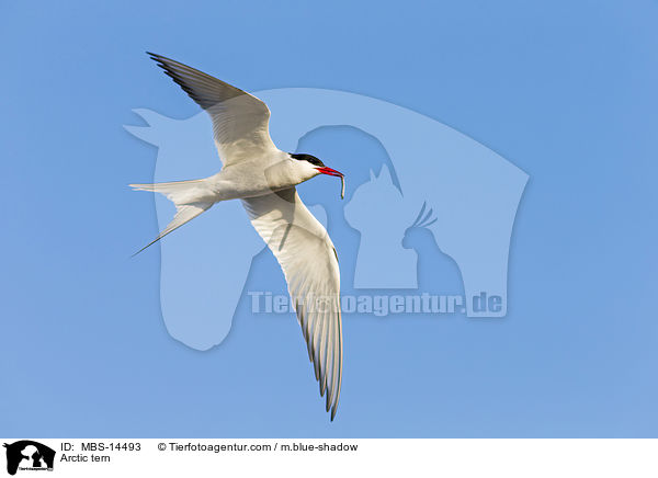 Kstenseeschwalbe / Arctic tern / MBS-14493