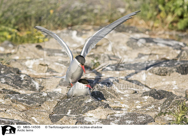 Kstenseeschwalben / Arctic terns / MBS-14506