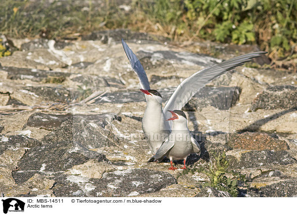 Kstenseeschwalben / Arctic terns / MBS-14511