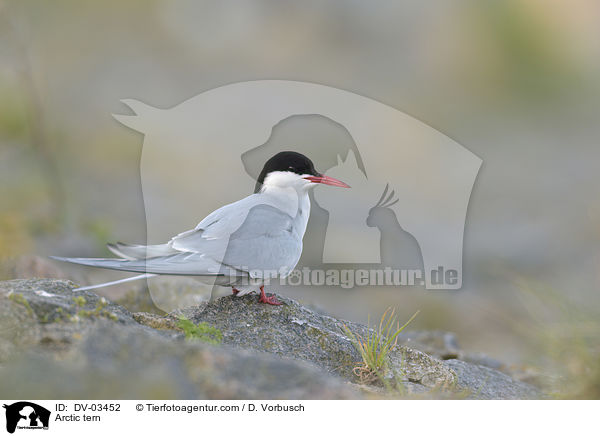 Arctic tern / DV-03452