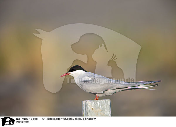 Arctic tern / MBS-18555