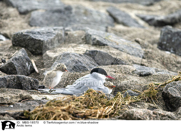 Arctic terns / MBS-18570