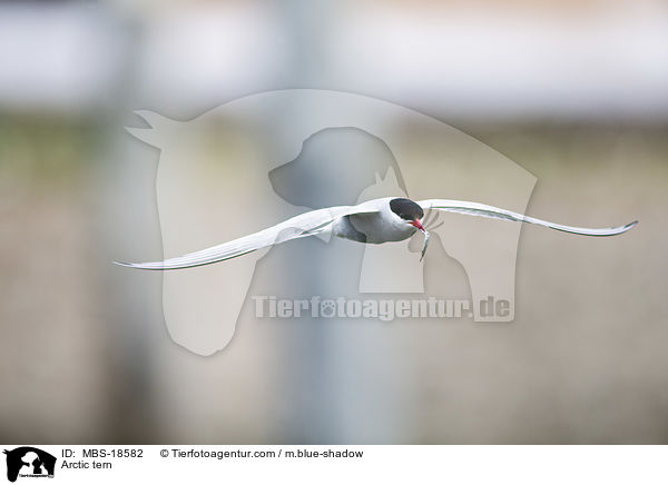 Arctic tern / MBS-18582