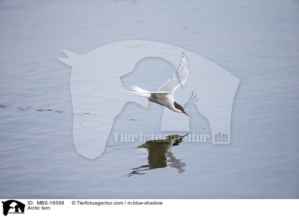 Arctic tern / MBS-18598