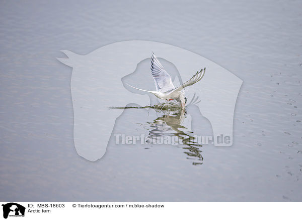 Arctic tern / MBS-18603