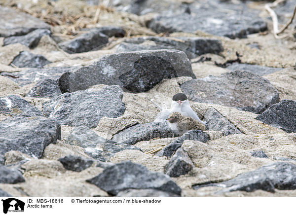 Arctic terns / MBS-18616