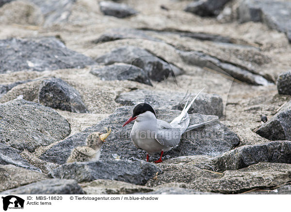 Arctic terns / MBS-18620