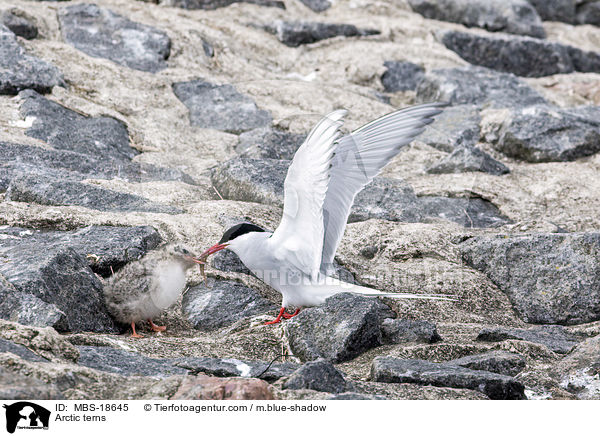 Arctic terns / MBS-18645