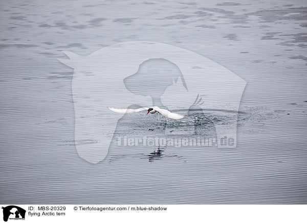 flying Arctic tern / MBS-20329