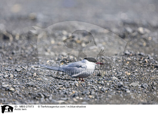 Kstenseeschwalbe / Arctic tern / MBS-27973