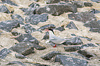 Arctic tern