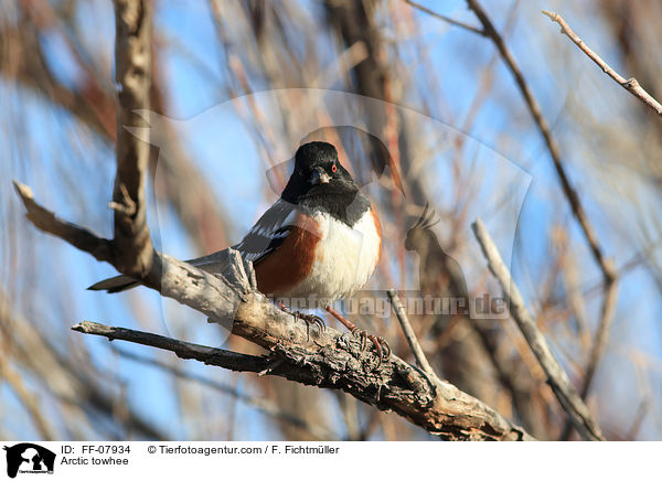 Fleckengrundammer / Arctic towhee / FF-07934