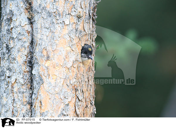 Schwarzrckenspecht / Arctic woodpecker / FF-07015
