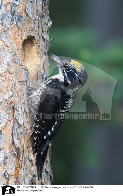 Schwarzrckenspecht / Arctic woodpecker / FF-07027