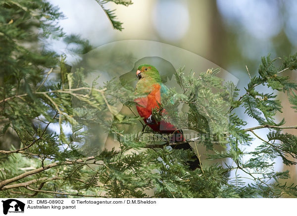 Australischer Knigssittich / Australian king parrot / DMS-08902