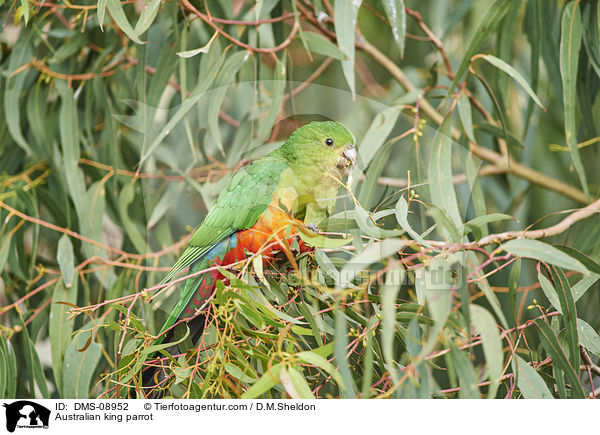 Australischer Knigssittich / Australian king parrot / DMS-08952