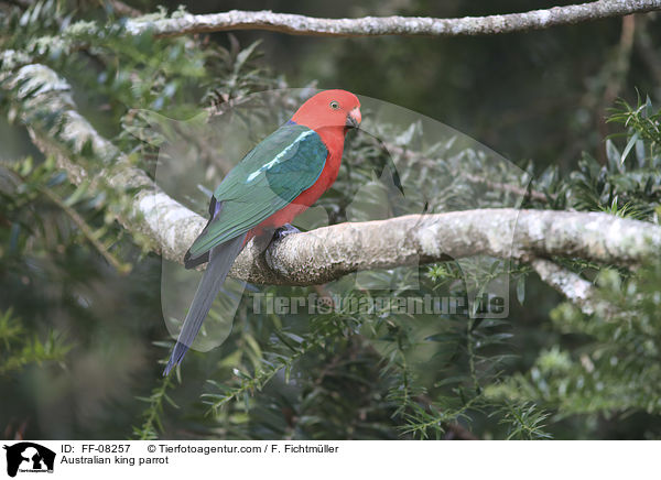 Australischer Knigssittich / Australian king parrot / FF-08257