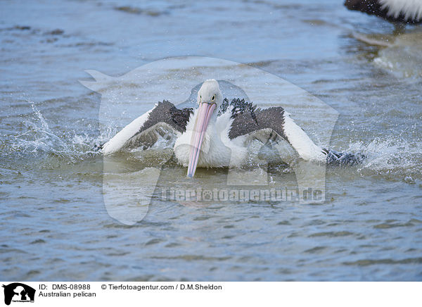 Australian pelican / DMS-08988