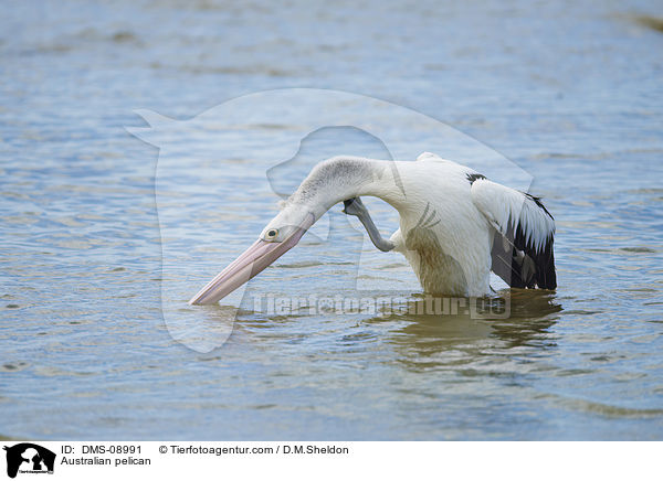 Australian pelican / DMS-08991