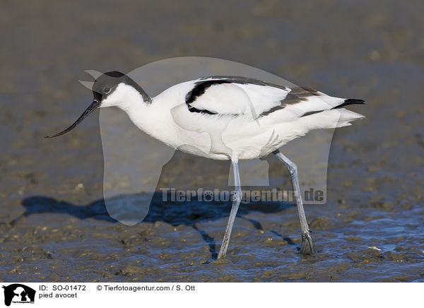 Sbelschnbler / pied avocet / SO-01472