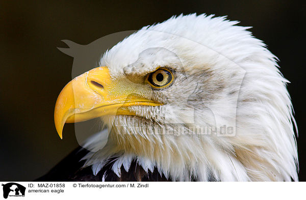 Weikopfseeadler / american eagle / MAZ-01858