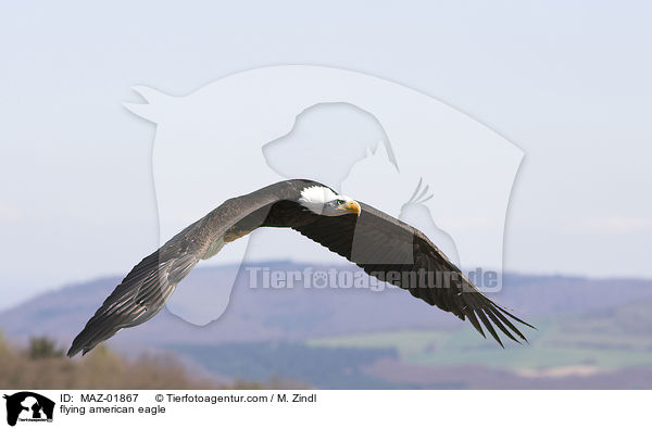 flying american eagle / MAZ-01867