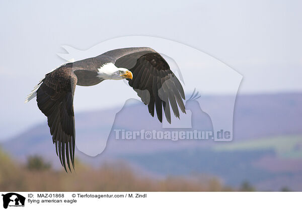 fliegender Weikopfseeadler / flying american eagle / MAZ-01868