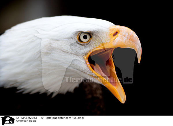 Weikopfseeadler / American eagle / MAZ-02353