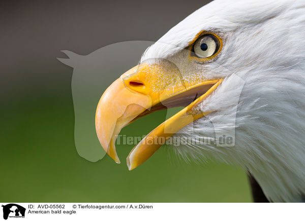 Weikopfseeadler / American bald eagle / AVD-05562