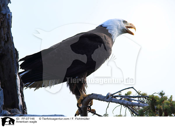 Weikopfseeadler / American eagle / FF-07146