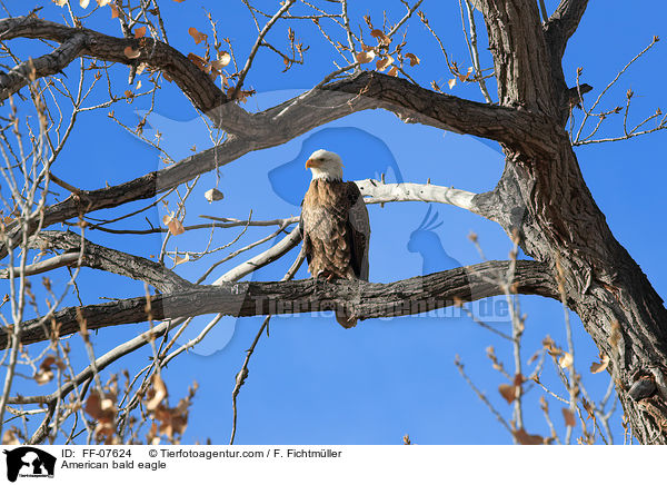 Weikopfseeadler / American bald eagle / FF-07624