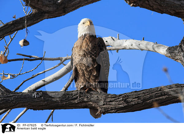 Weikopfseeadler / American bald eagle / FF-07625